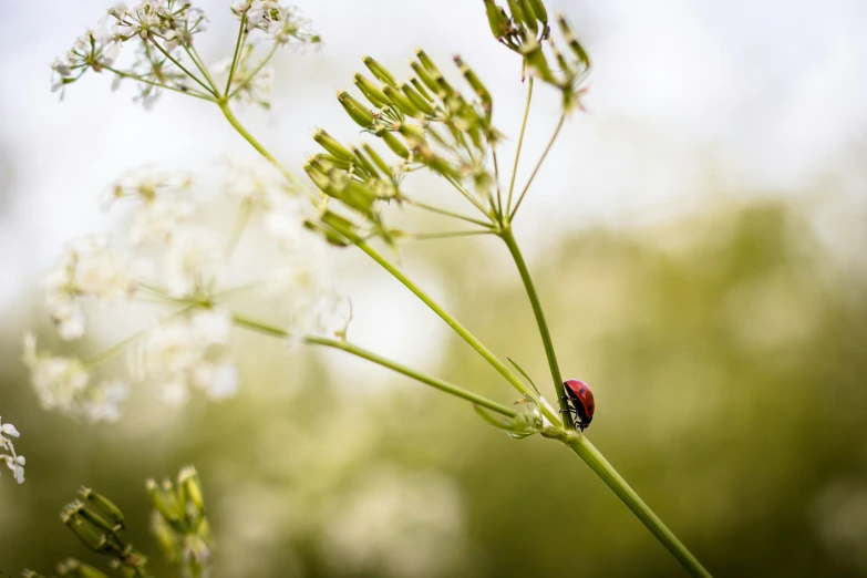 there is a bug sitting on top of the flower