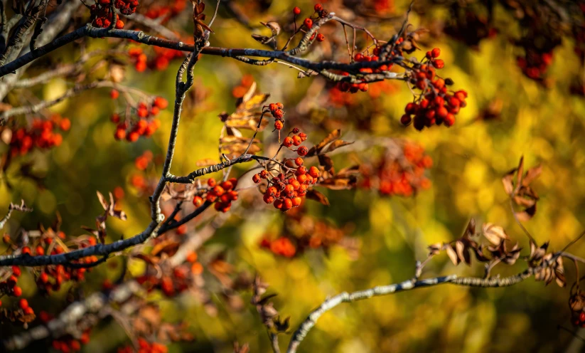 red berries are growing on a small tree