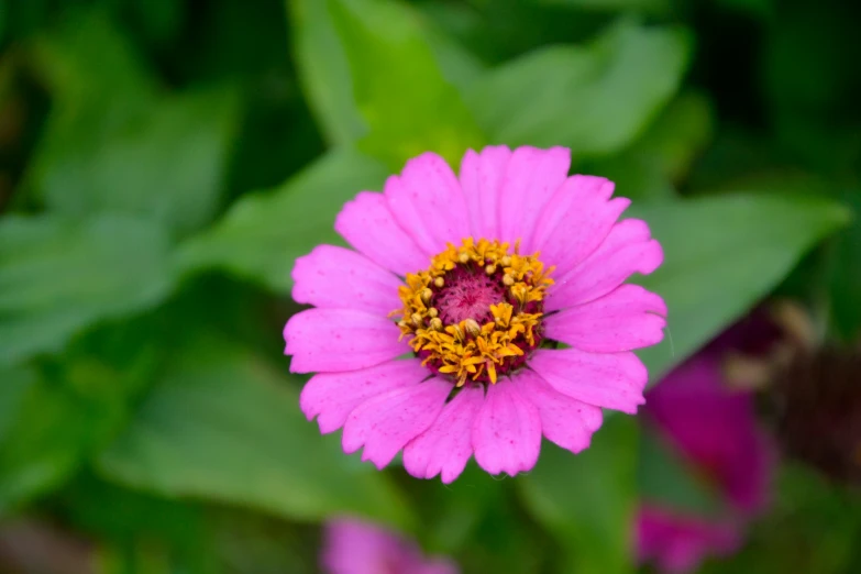 a pink and orange flower with lots of green leaves in background