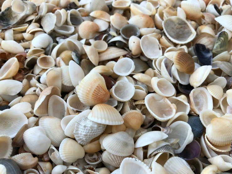 a mixture of shells gathered together on the beach