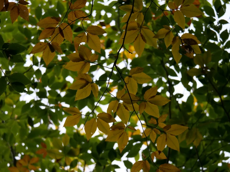 yellow leaves of an unknown tree, from below