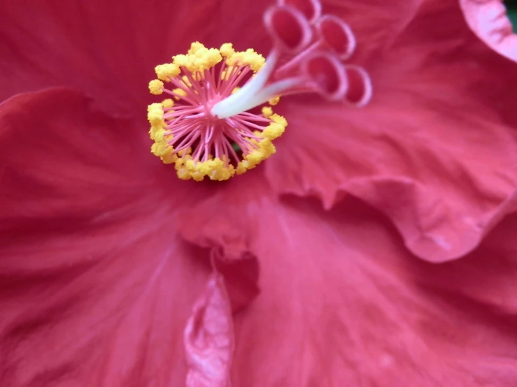 a red flower with yellow stamen and some stamens on the stigma