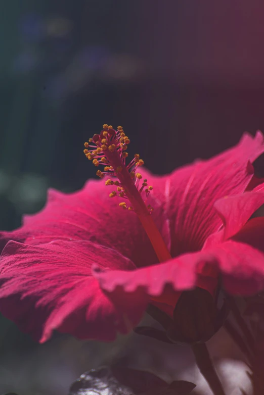 a pink flower sitting next to a wall