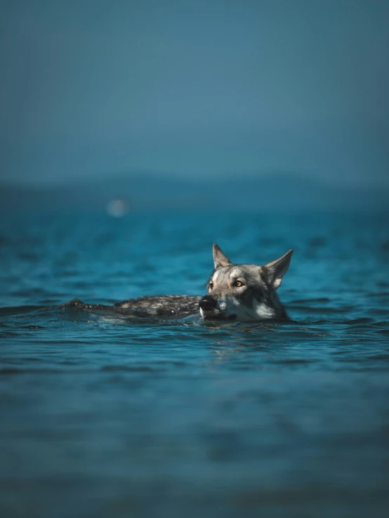 the dog is swimming across the water