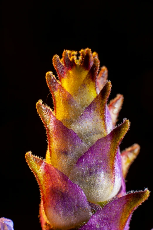 two yellow and purple flowers in front of a dark background