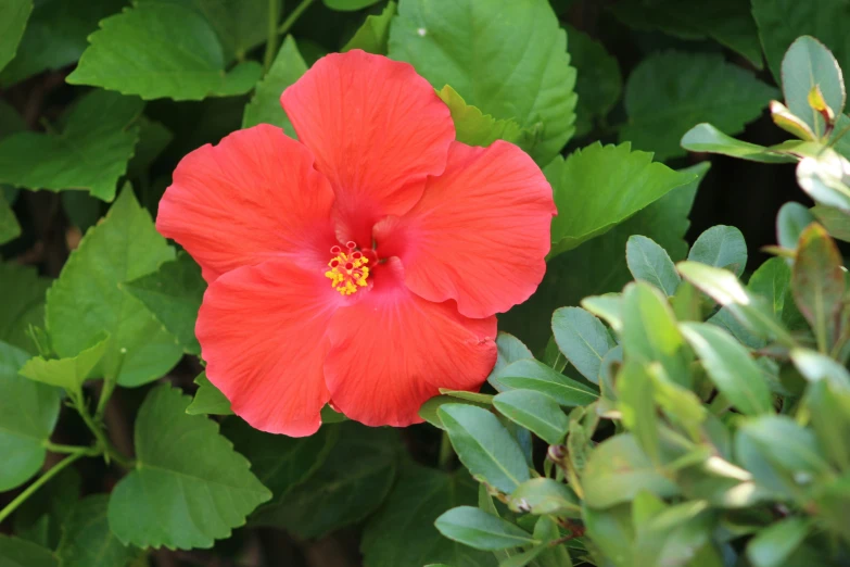 there is a large pink flower growing in a bush