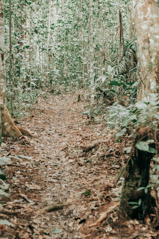 a very pretty and large forest filled with lots of trees