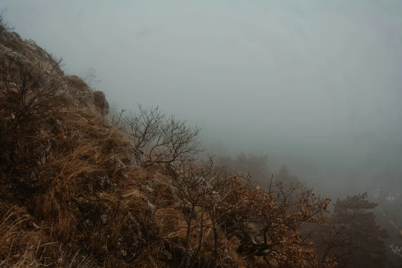 trees are on a hill on a foggy day