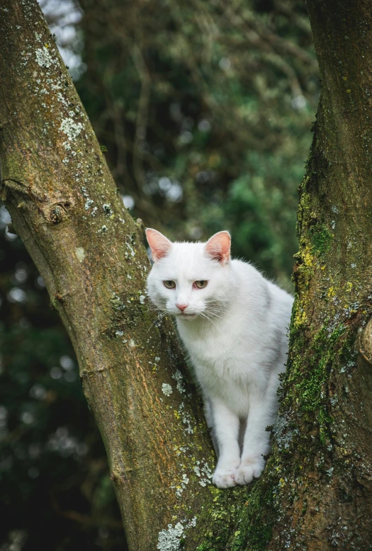 a white cat on a tree with moss