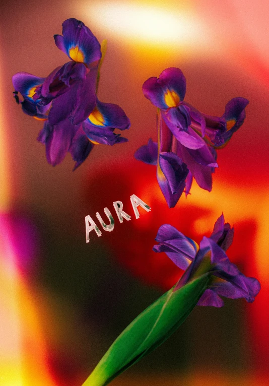 a purple flower sitting next to a stem on top of a table