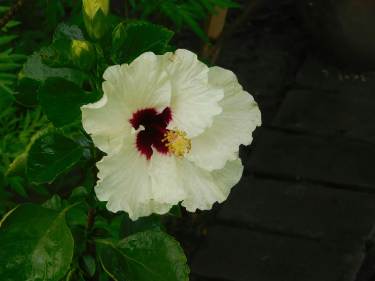 a white flower with a black center surrounded by green leaves