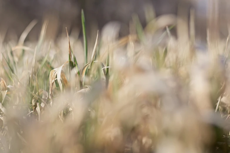 the green grass is blurry and has little yellow flowers