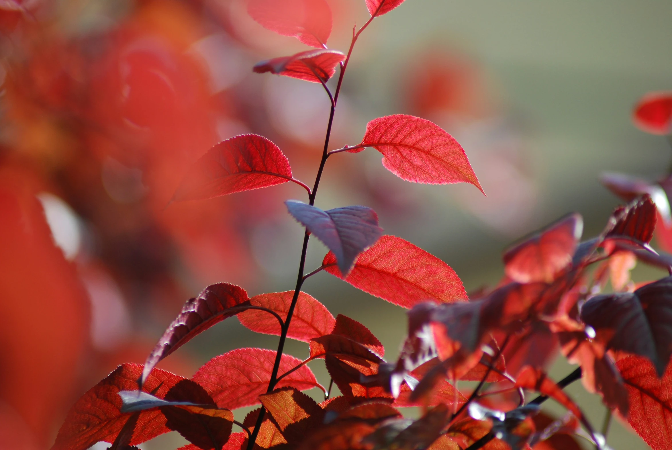 a group of red leaves sitting on top of a tree