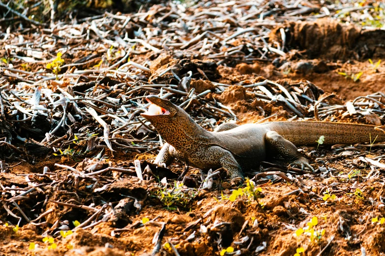 an image of lizards in the dirt on the ground