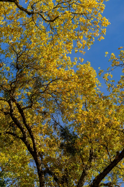the top of some trees with yellow leaves