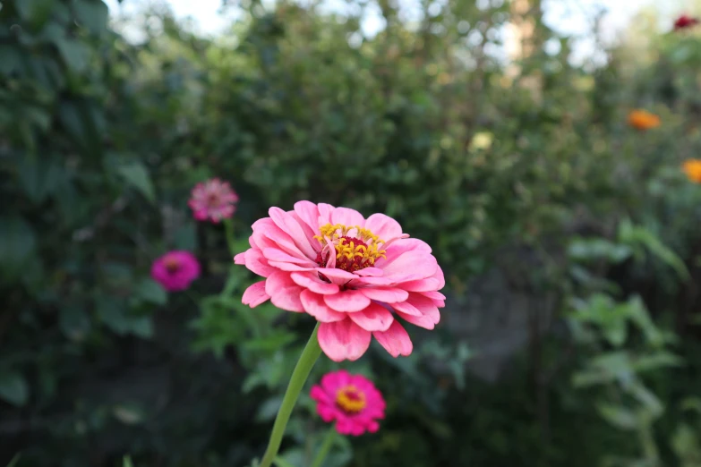 a bunch of flowers that are in the grass