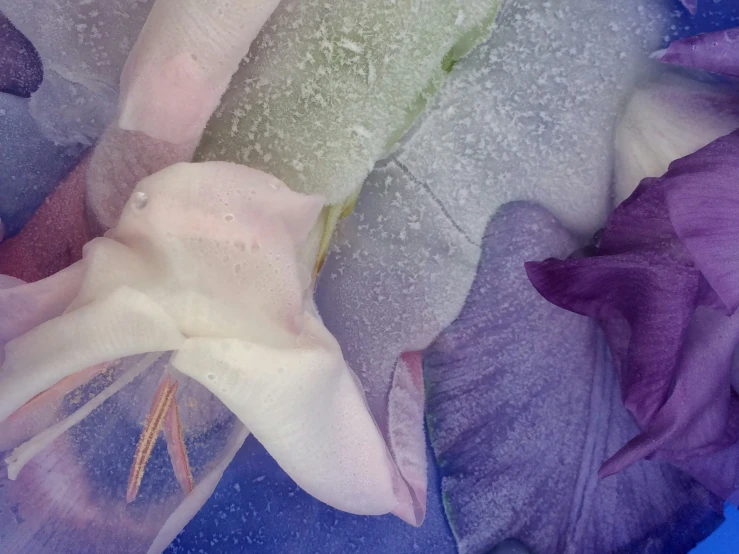 some white and purple flowers are in the water