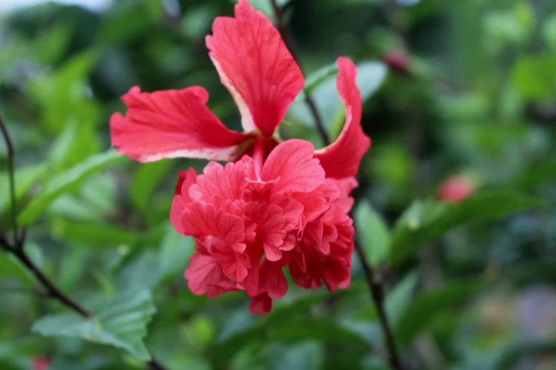 some red flowers are blooming on a tree