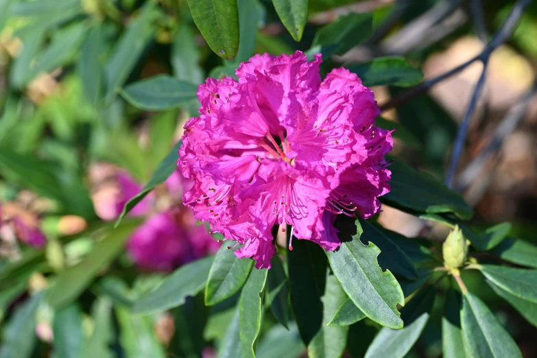 a pink flower growing next to green leaves