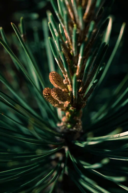 pine needles are still showing signs of growth