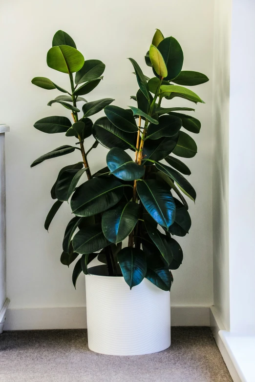 a potted plant next to a heater on the ground