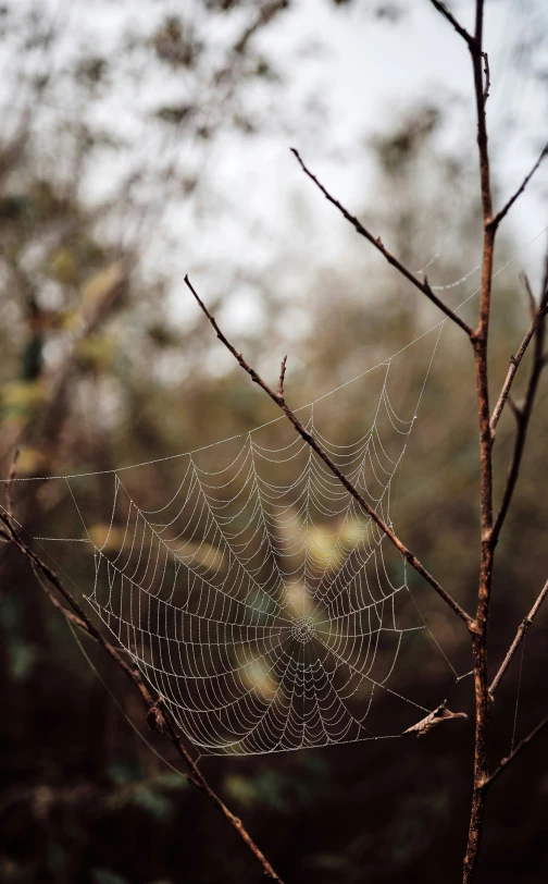 the spider web is hanging from a tree