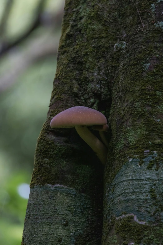 mushroom on a mossy tree nch in the woods