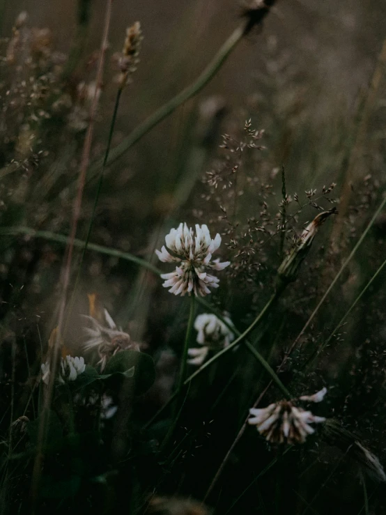 a very pretty flower by some weeds and grass