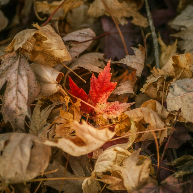 the lone red leaf is turning into a heart shape