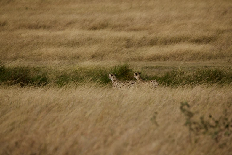 there is a ze standing in the tall grass