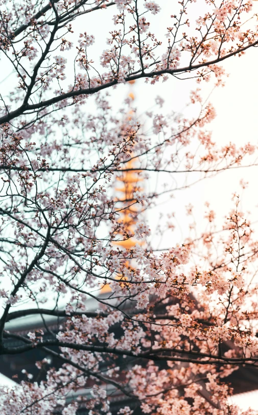 a tall tower standing next to blossoming trees