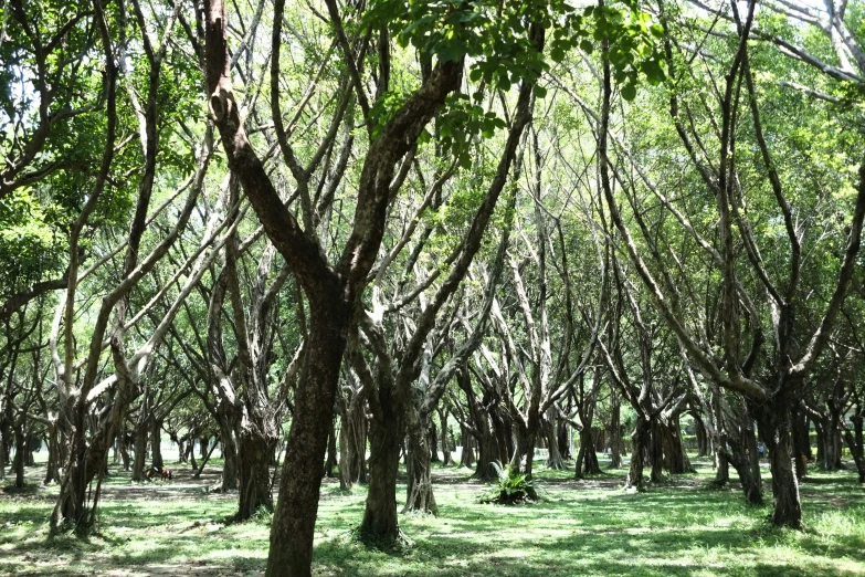 the dense forest is full of tall trees