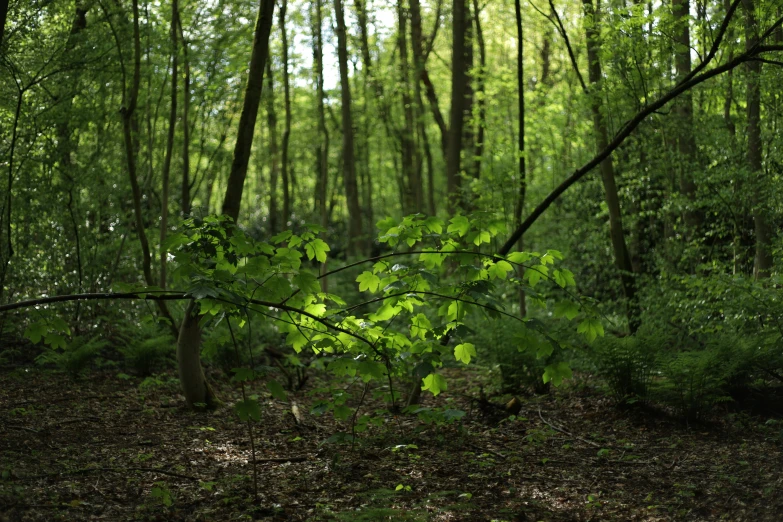 an outdoor view of a wooded area with trees