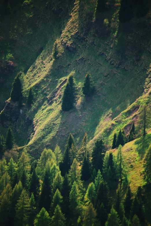 an image of a green hillside with trees