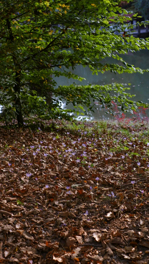 a wooden bench near the woods with some purple flowers