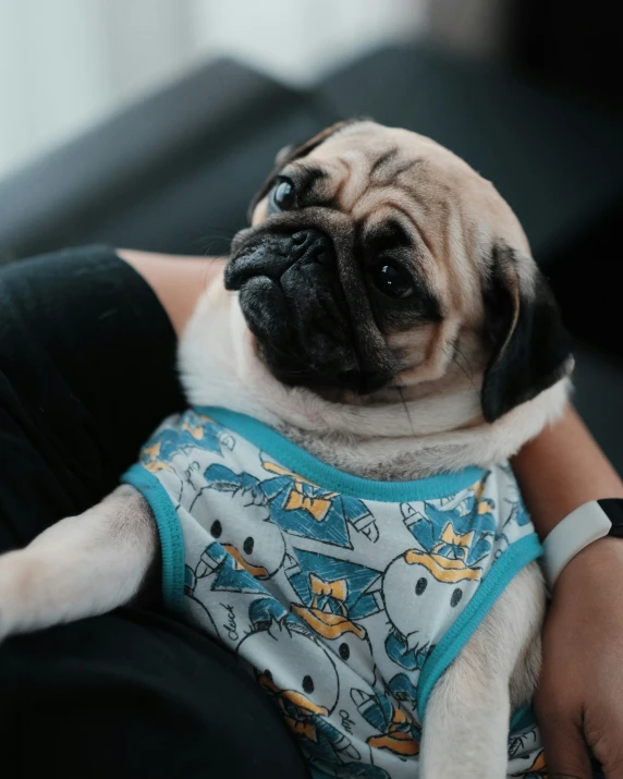 pug in harness, with arm around person