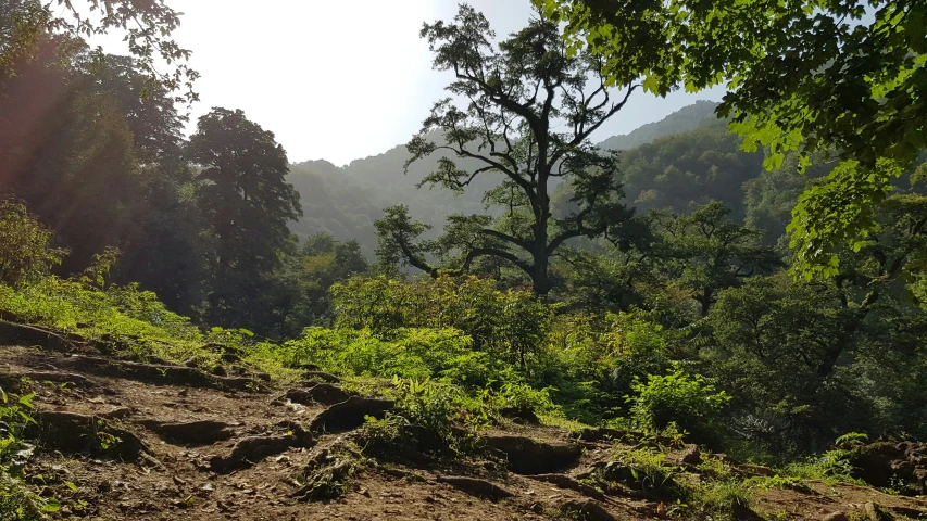 a man riding a mountain bike on a dirt trail