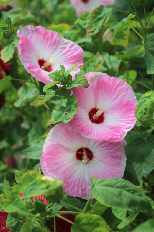 pink flowers are in the middle of a bed