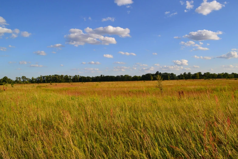 a field with lots of grass under the blue sky