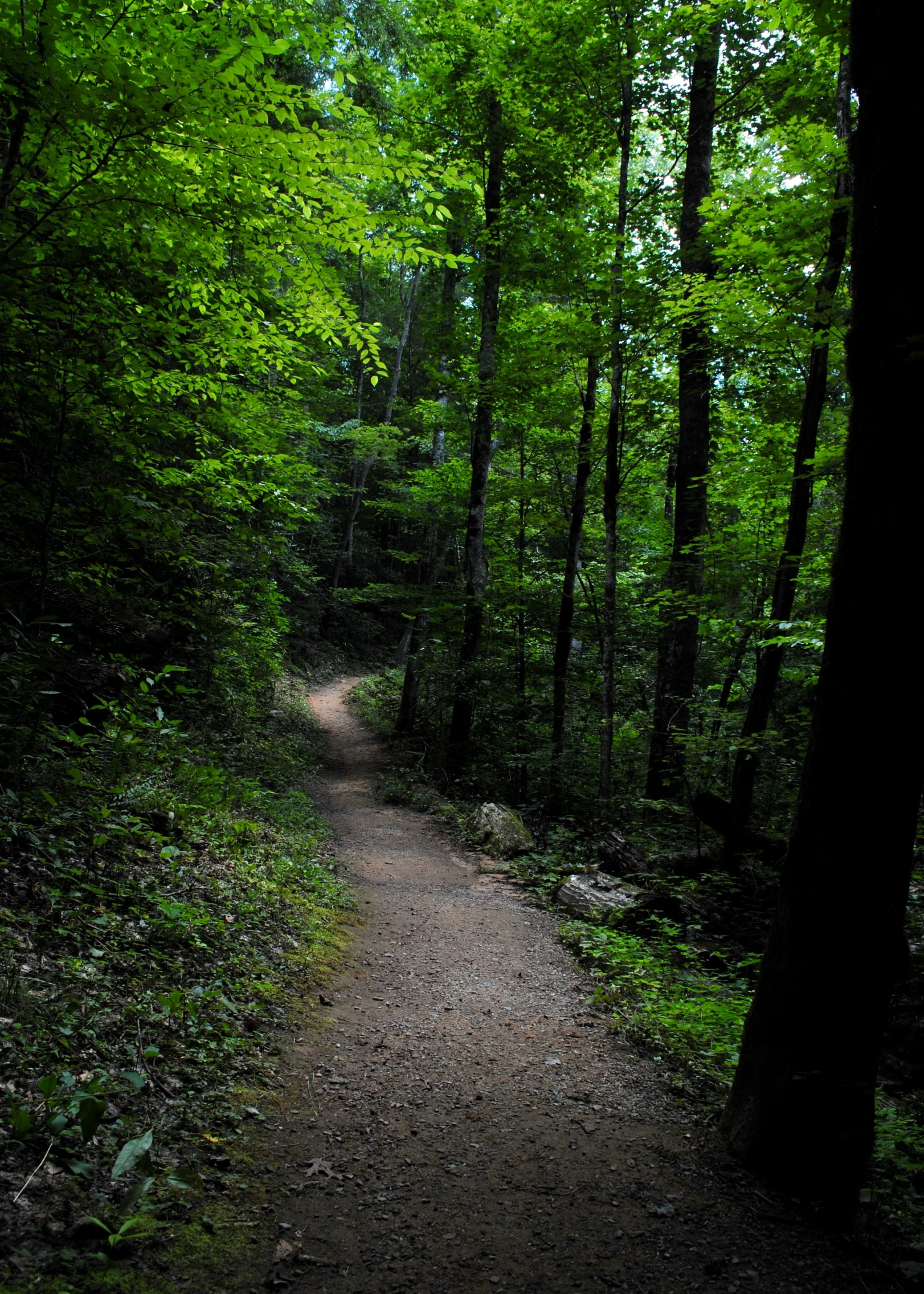 there is a trail going into the green forest