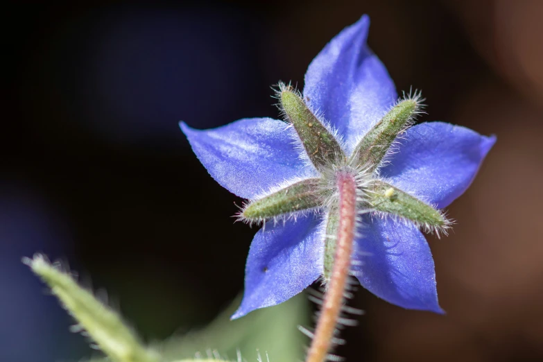 blue flower with a long stalk, taken from behind