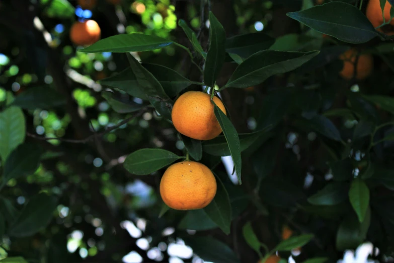 small oranges are hanging on the tree in the yard