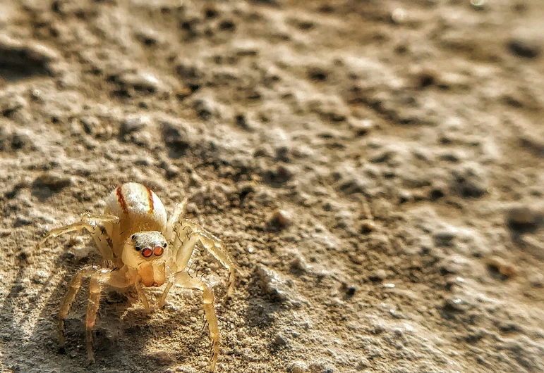 a close up view of a spider on the ground