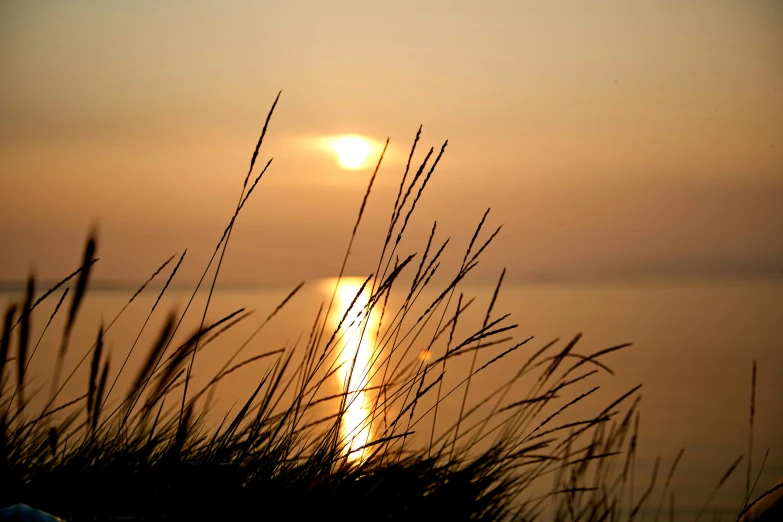 the sunset with grass blowing in front