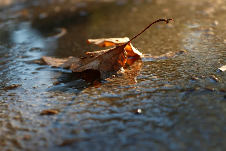 a fall leaf sitting on the side of a wet road