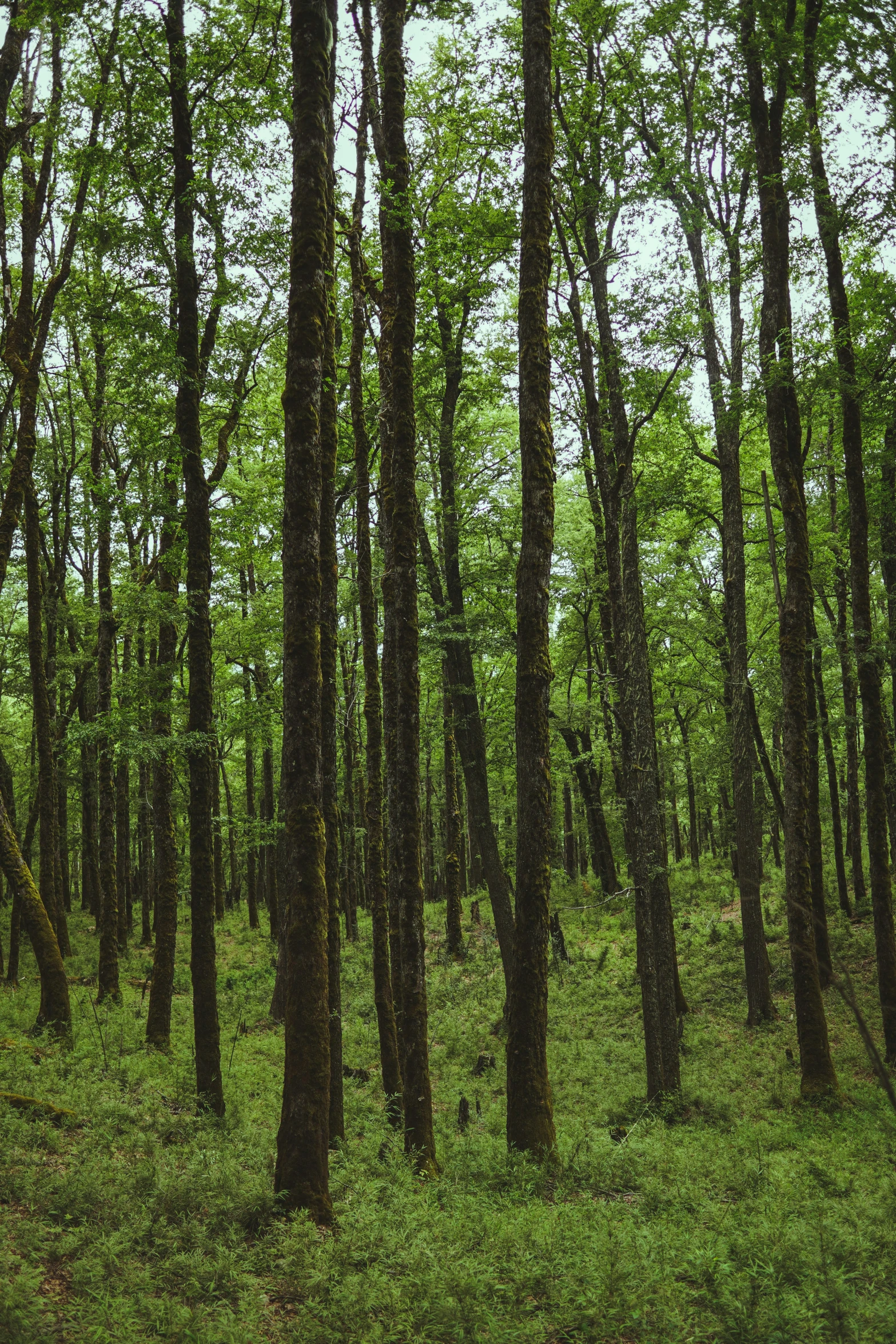 some trees in the middle of a grassy area