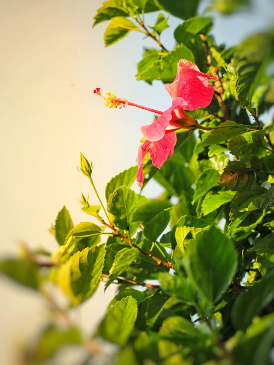 a flower blooming on the top of a tree