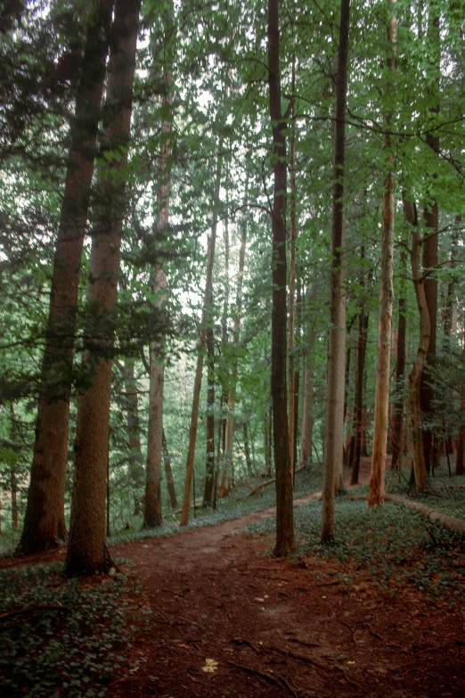 a dirt road surrounded by forest filled with trees