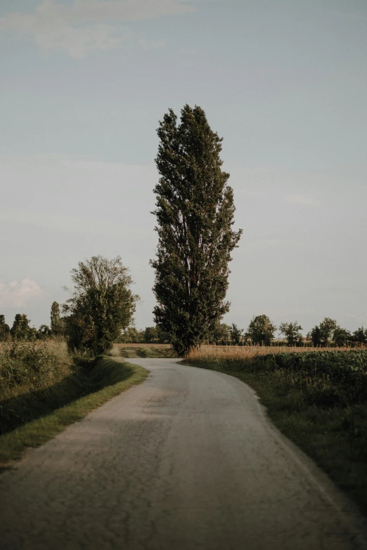 an empty dirt road through grass and bushes