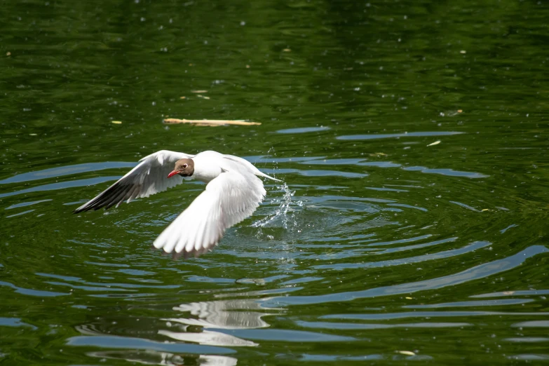 a bird is flying over water with wings spread